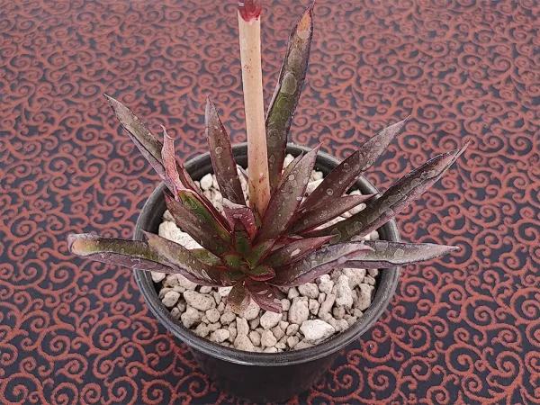 E. tamaulipana (aff walpoleana) - Imagen 4