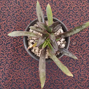 E. tamaulipana (aff walpoleana)