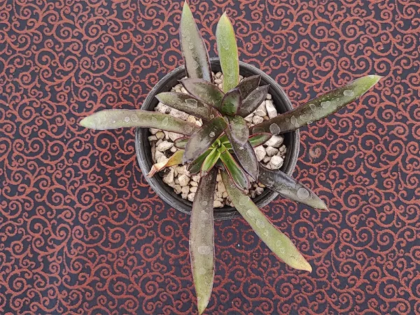 E. tamaulipana (aff walpoleana)