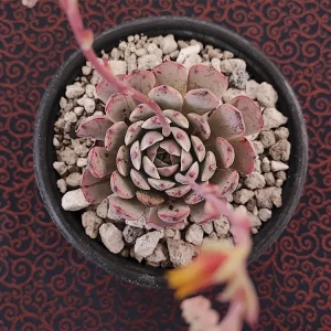 E. taximaroa