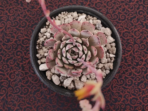E. taximaroa