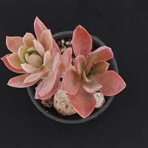 E. tencho