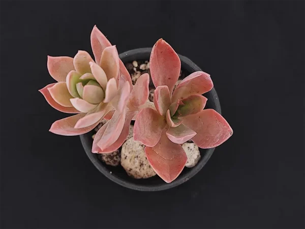E. tencho