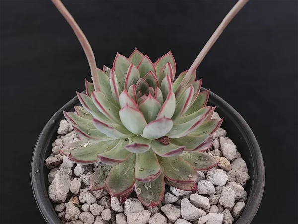 E. tetelaensis - Imagen 2