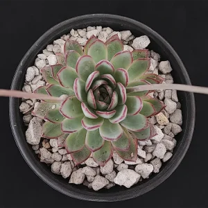E. tetelaensis