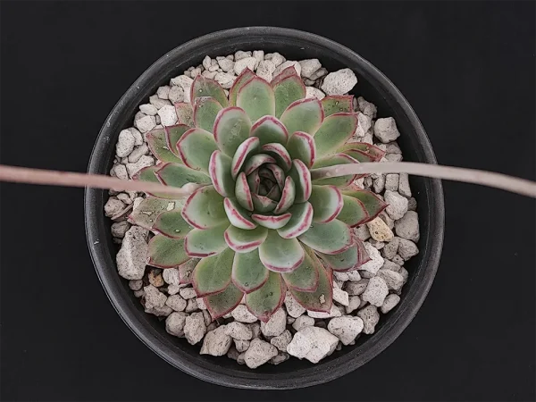 E. tetelaensis