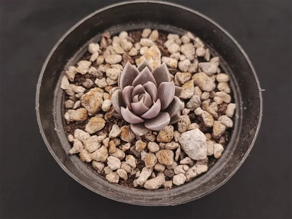E. tobarensis - Imagen 2