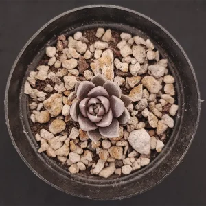 E. tobarensis