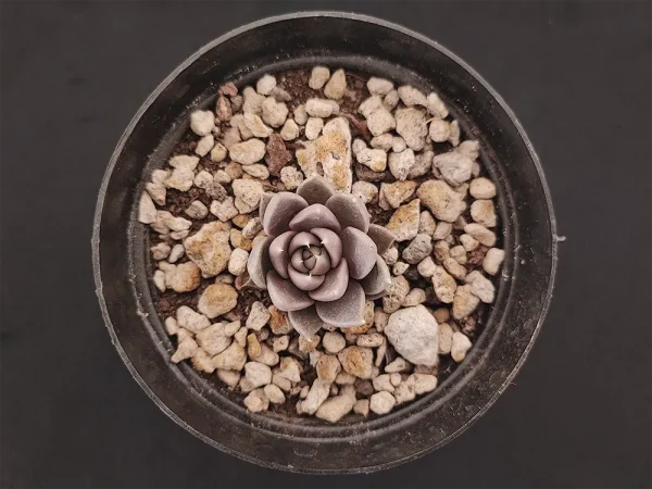 E. tobarensis