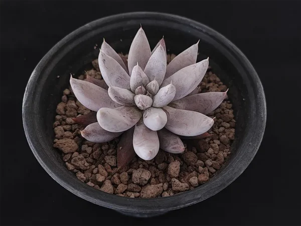 E. tolimanensis - Imagen 2