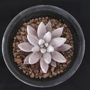 E. tolimanensis