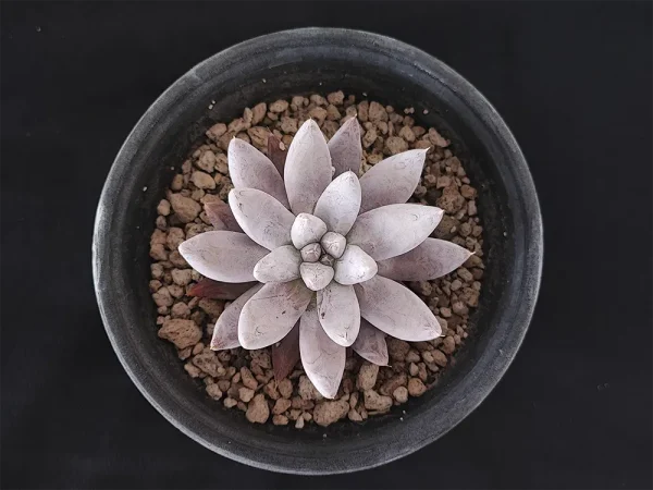 E. tolimanensis