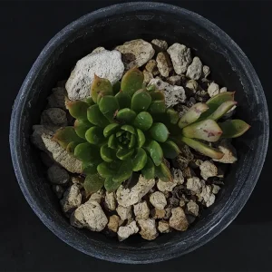 E. bella