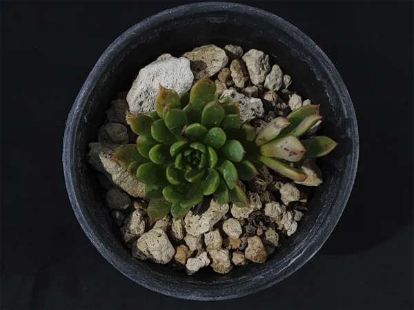 E. bella