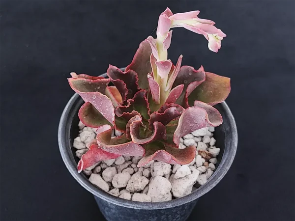 E. triquiana - Imagen 2