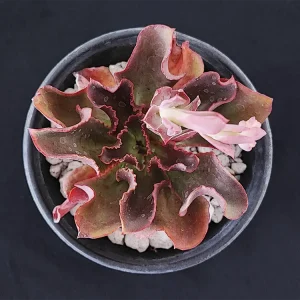 E. triquiana