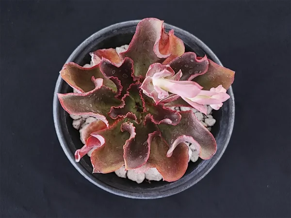 E. triquiana