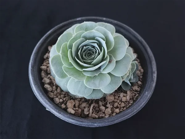 E. uhlii ssp. coelestis - Imagen 2