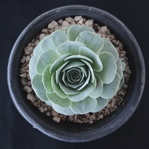 E. uhlii ssp. coelestis
