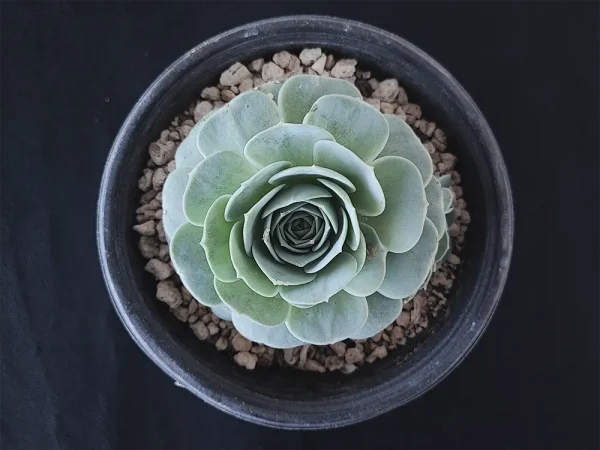 E. uhlii ssp. coelestis
