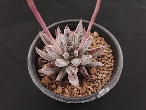E. unguiculata - Imagen 2
