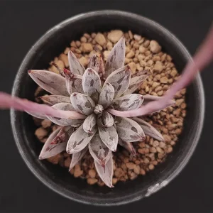 E. unguiculata