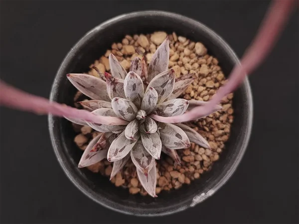 E. unguiculata