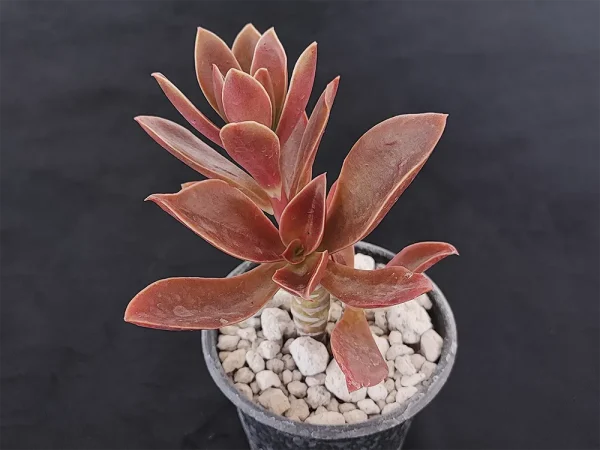E. uxorium roja - Imagen 2