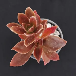E. uxorium roja