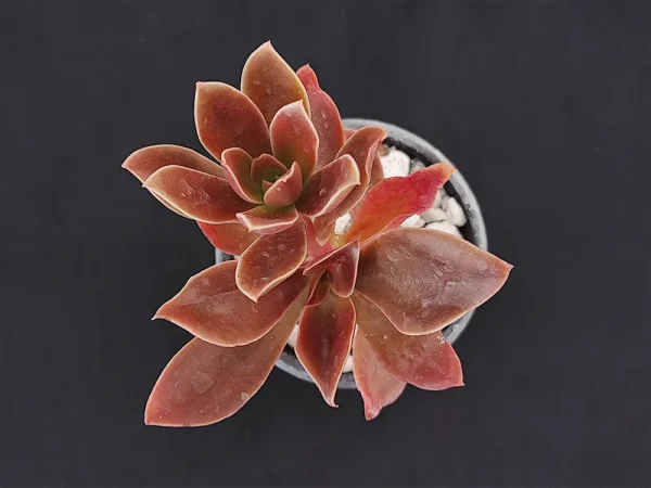 E. uxorium roja