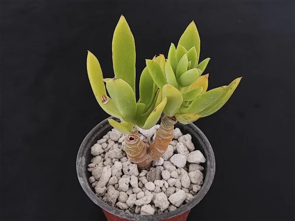E. uxorium verde - Imagen 2