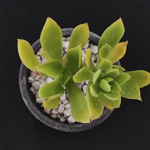 E. uxorium verde