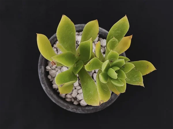 E. uxorium verde