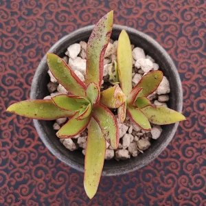 E. walpoleana