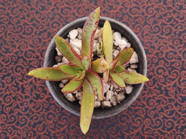 E. walpoleana