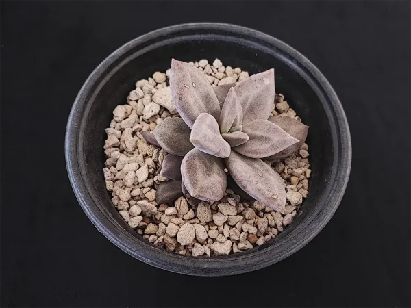 E. xichuensis - Imagen 2