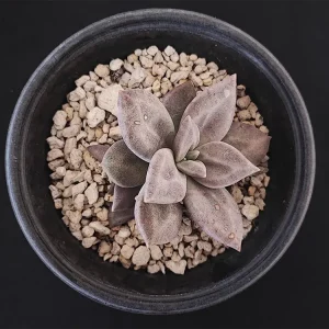 E. xichuensis