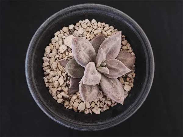 E. xichuensis
