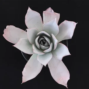E. cante