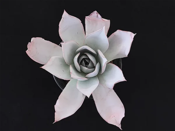 E. cante