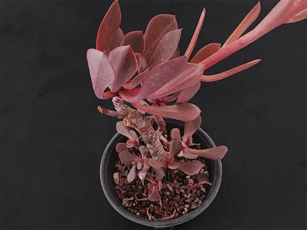 E. xochipalensis - Imagen 2