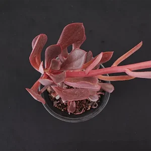 E. xochipalensis