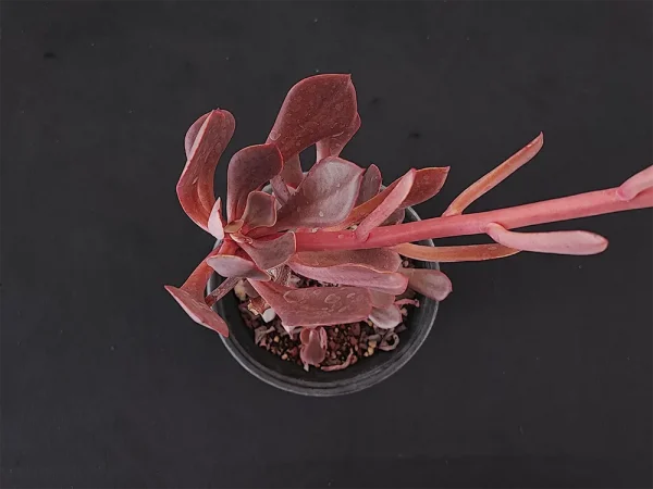 E. xochipalensis