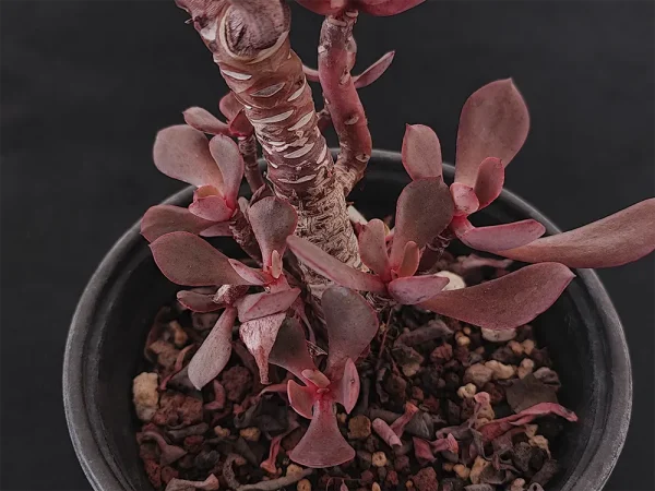 E. xochipalensis - Imagen 3