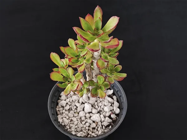 E. yosondua - Imagen 2