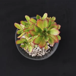 E. yosondua