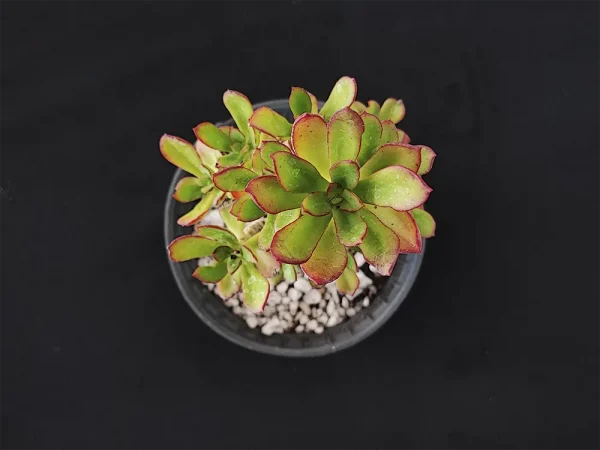 E. yosondua