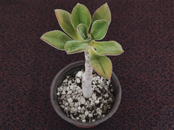 E. zorzaniana - Imagen 2