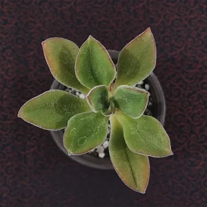 E. zorzaniana