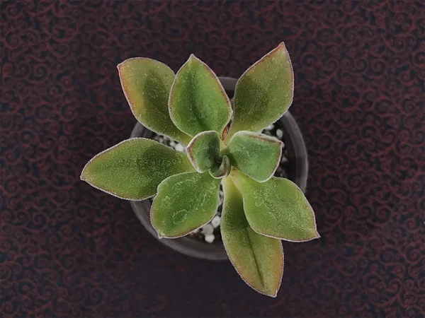 E. zorzaniana